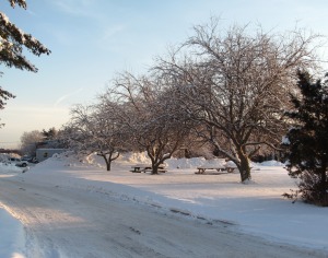 winter_fruit_trees